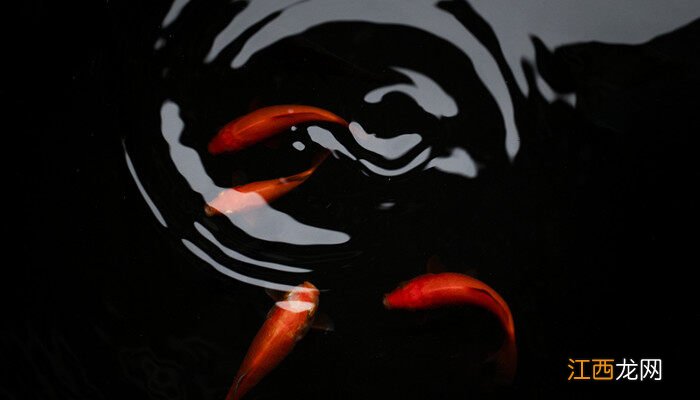 锦鲤容易得什么病如何防治 锦鲤容易得什么病