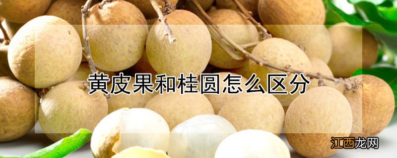 黄皮果和桂圆怎么区分