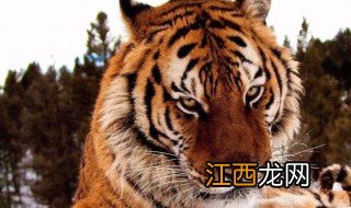 老虎的特点和本领 老虎的特点和本领是什么