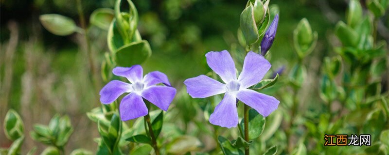 长春花有毒吗家里养可以吗 长春花有毒吗