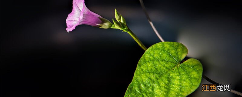 喇叭花怎么传播种子 牵牛花靠什么传播种子