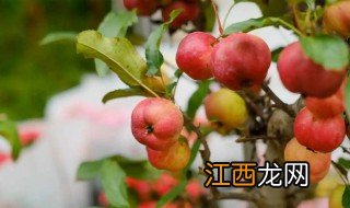 海棠何时修剪施肥 海棠科什么季节修剪