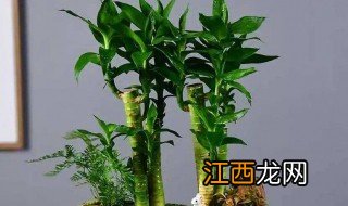 生肖兔适合养什么植物 生肖兔适合养什么植物最旺财