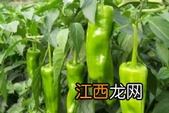 有黑眼圈吃什么调理？食疗法帮你去除熊猫眼