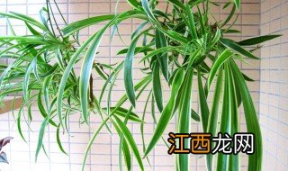 除有害物质的植物推荐 分别都有什么植物