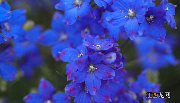 芝樱花是什么花 芝樱是什么花