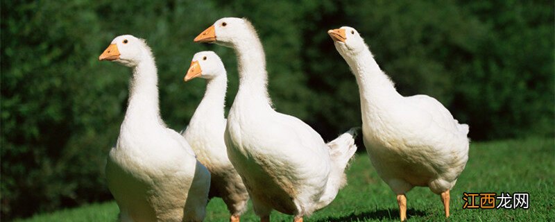 大鹅一年中哪几个月下蛋 鹅秋天还下蛋吗