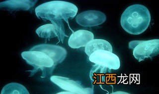 养水母的方法 养殖水母的注意事项