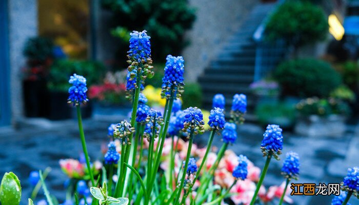 紫色风信子花语是什么意思 紫色风信子花语是什么