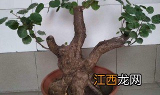 黄栌什么季节换盆，黄栌什么季节换盆最好