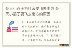 冬天小燕子为什么要飞去南方 冬天小燕子要飞去南方的原因