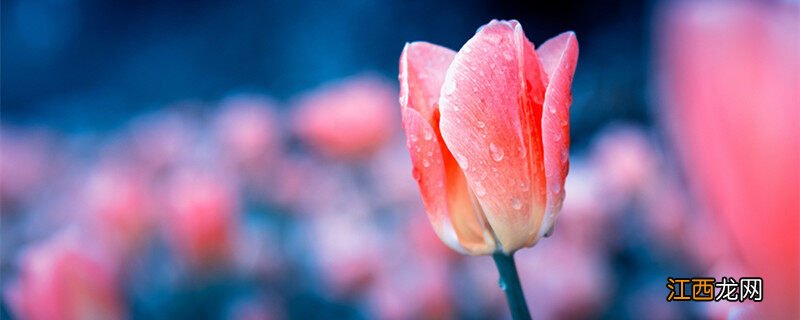 沙漠玫瑰刚种需要浇水吗视频 沙漠玫瑰刚种需要浇水吗