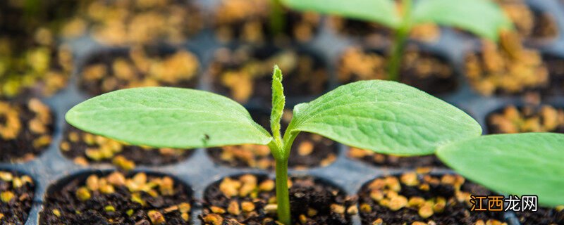 怎样在花盆里种菜视频 怎样在花盆里种菜