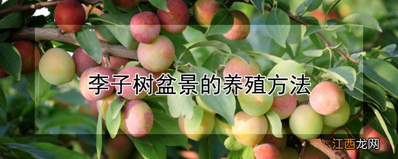 李子树盆景的养殖方法