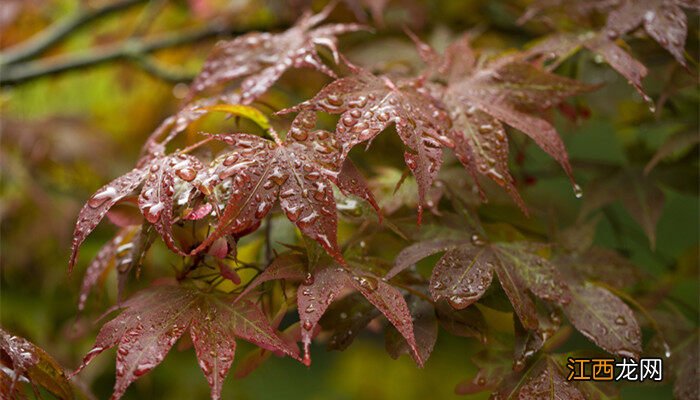 中国红枫的养殖方法和注意事项