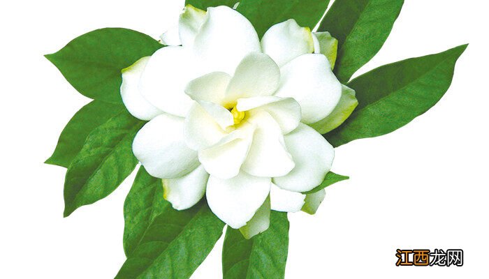 栀子发黄掉苞不开花怎么回事 栀子发黄掉苞不开花