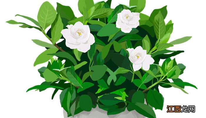 栀子发黄掉苞不开花怎么回事 栀子发黄掉苞不开花