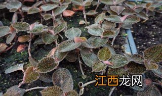 金线莲怎样种植 金线莲种植方法