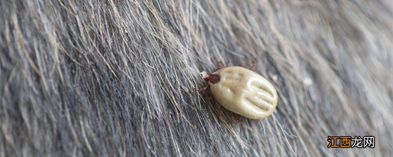 家里为什么有潮虫子 家里为什么有潮虫