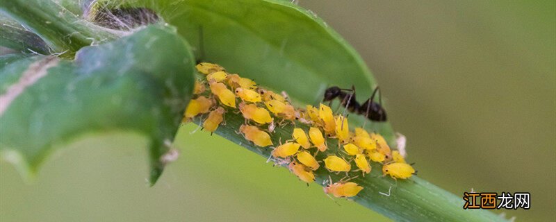 花里有小虫子用什么方法可以清除掉