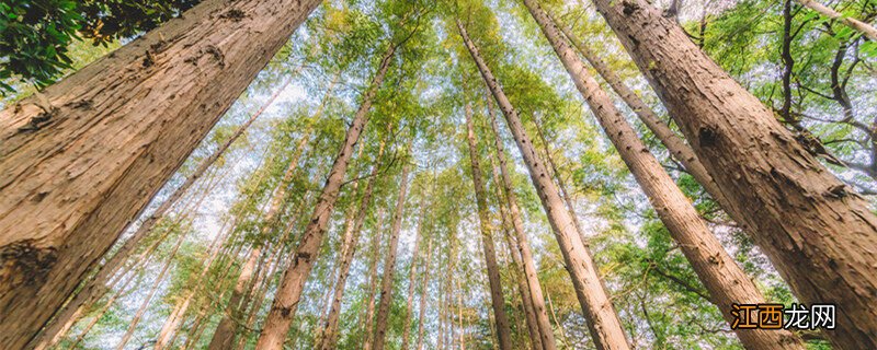 巴西木根干发黑怎么补救方法 巴西木根干发黑怎么补救