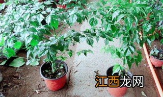 幸福树什么季节换盆，幸福树多长时间换盆