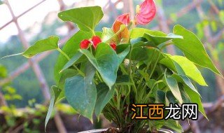 红掌什么季节换盆，红掌什么季节换盆合适