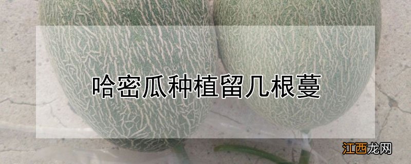 哈密瓜种植留几根蔓