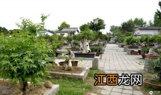 南阳盆景文化村地址 在明北路