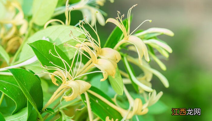 寻找药厂合作种植药材 农村种植什么药材收益快又高