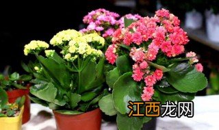 长寿花夏天怎么养 长寿花的养殖方法