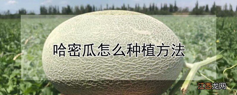 哈密瓜怎么种植方法