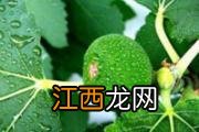 血管瘤可以自己消失吗 血管瘤没消失怎么办