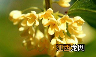 桂花的花语 桂花的花语是什么