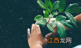 围墙里面放什么植物招财，围墙边种什么植物风水