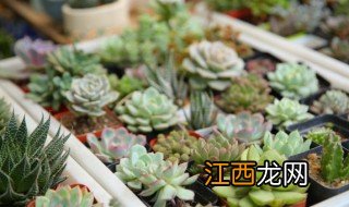 开花怎么养 开花的养殖方法和注意事项