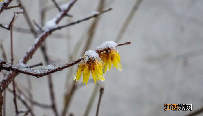 迎春花是什么颜色 迎春花图片 迎春花是什么颜色