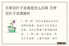 月季花叶子发黄是怎么回事 月季花叶子发黄解析