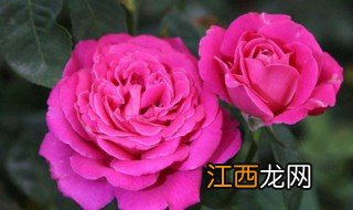 月季花叶子发黄是怎么回事 月季花叶子发黄解析