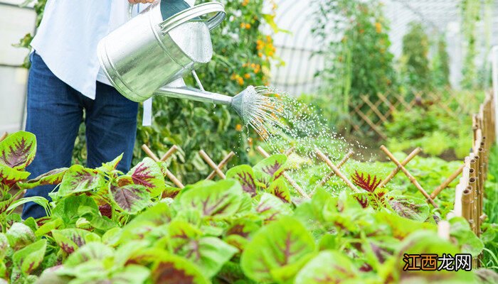 油枯怎么发酵成有机肥 油枯怎么做肥料