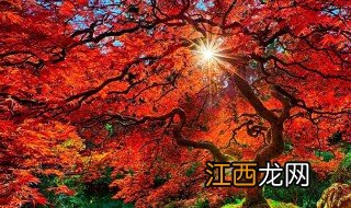 11月份适合去哪里看红叶旅游 11月适合看红叶的地方