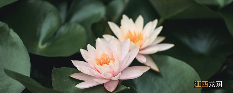 睡莲种植方法视频 睡莲种植方法