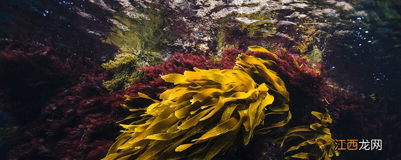 海藻球买几岁的好 海藻球建议买几岁的