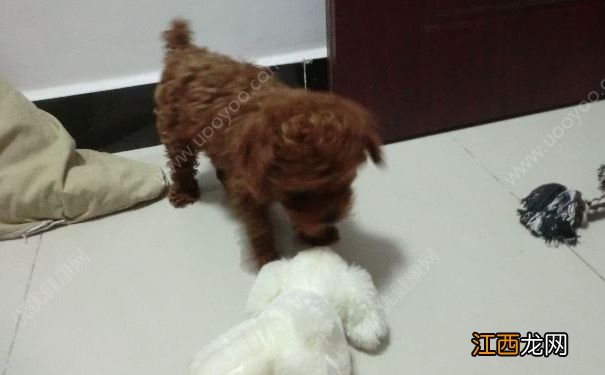 一对男女用公共餐具喂狗,和狗共用餐具会怎样?