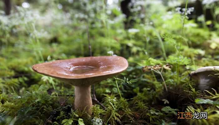 十大野生菌排名 野生菌类图片及名称