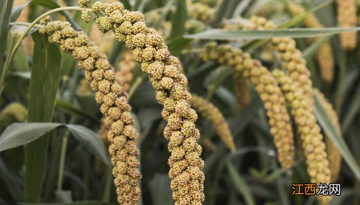 谷子穗上的籽发白是怎么回事啊 谷子穗上的籽发白是怎么回事