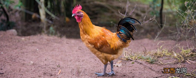 山东10斤大公鸡敢买吗现在 山东10斤大公鸡敢买吗