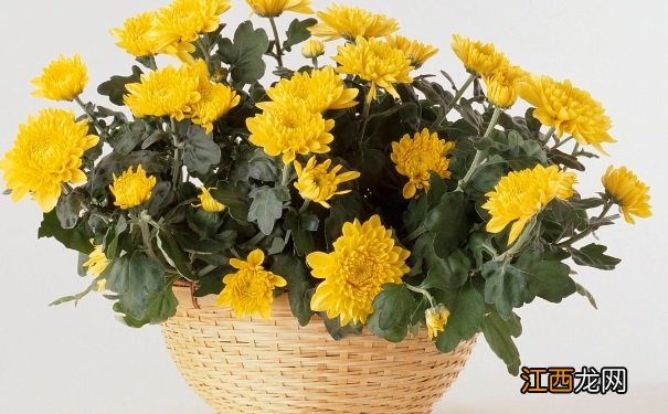 菊花有哪些养生的作用？菊花的养生吃法有哪些？