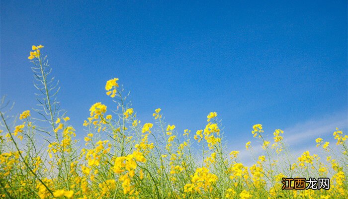 冬种油菜种植技术和管理方法 冬种油菜种植技术和管理