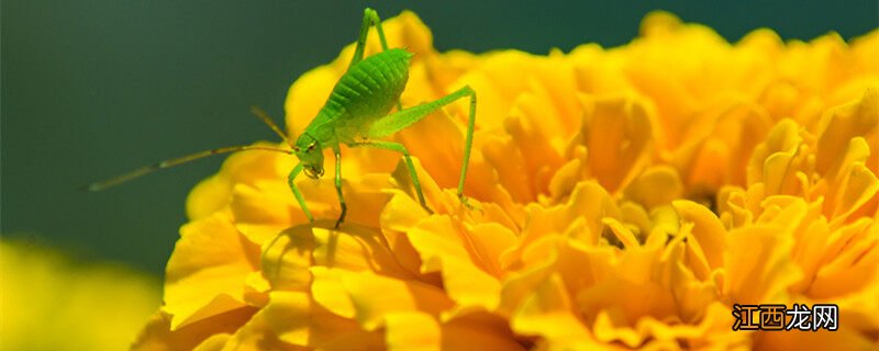 家里养蝈蝈放什么位置好呢 家里养蝈蝈放什么位置